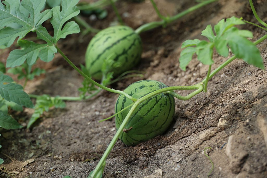 Farming in ADRA Mongolia